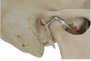 fisioterapia-atm-mandibula-guadalajara-1